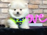 En Tatli Show Kali̇te Pomerani̇an Boo Erkek Yavru