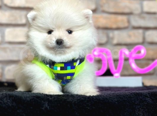 En Tatli Show Kali̇te Pomerani̇an Boo Erkek Yavru görsel