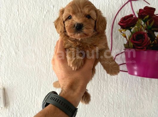 Malti̇poo Bebekler görsel