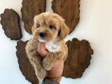 Malti̇poo Bebekler