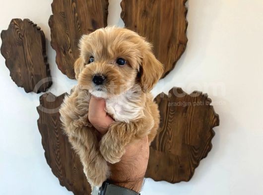 Malti̇poo Bebekler görsel