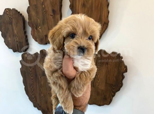 Malti̇poo Bebekler görsel