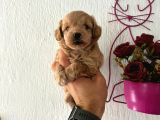 Malti̇poo Bebekler