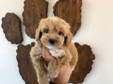 Malti̇poo Bebekler
