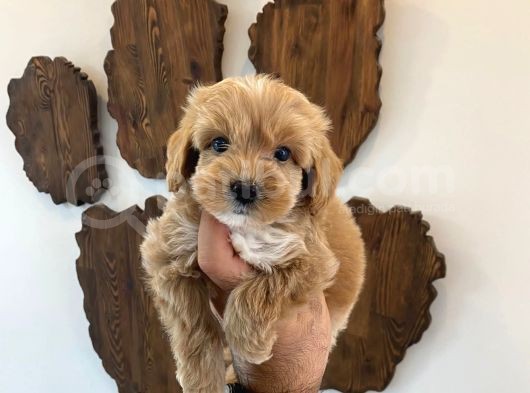 Malti̇poo Bebekler görsel