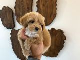 Malti̇poo Bebekler