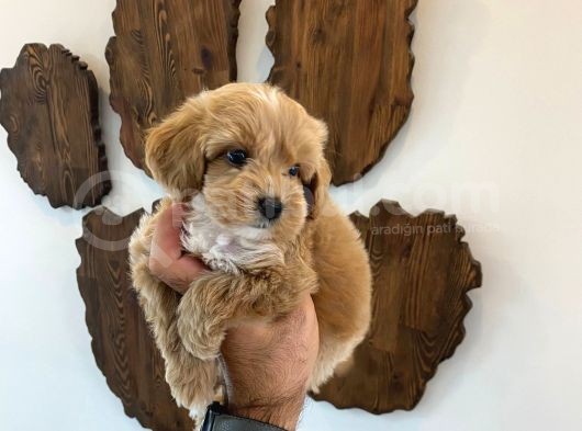 Malti̇poo Bebekler görsel