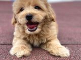 En Şi̇ri̇n Malti̇poo Bebekler