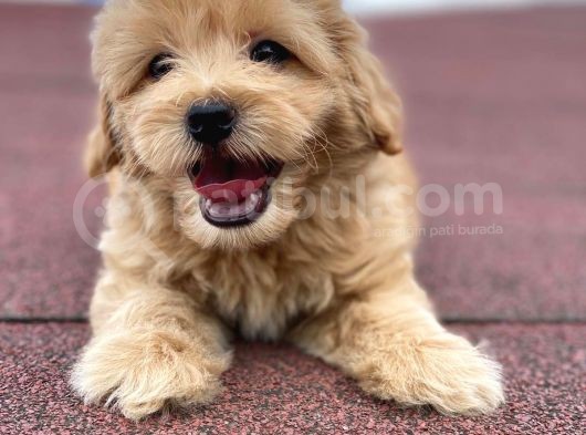 En Şi̇ri̇n Malti̇poo Bebekler görsel