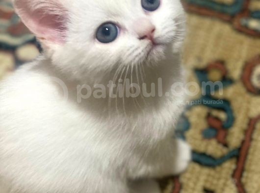 Safkan British Shortair Bebekler görsel