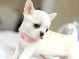 Elma Kafa Küt Burun Teacup Chi̇huahua Yavrulari̇mi̇z