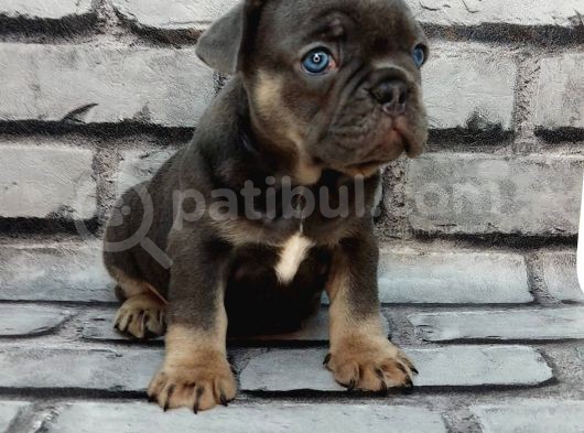 Türkiye De Efsane Olacak Blue Tan Dişi Ve Erkek Bebeklerimiz görsel