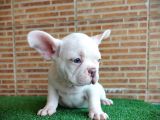 MUHTEŞEM GÜZELLİKTE FRENCH BULLDOG PLATİNYUM ERKEK