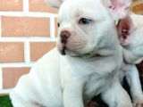 Muhteşem Güzelli̇kte French Bulldog Plati̇nyum Erkek