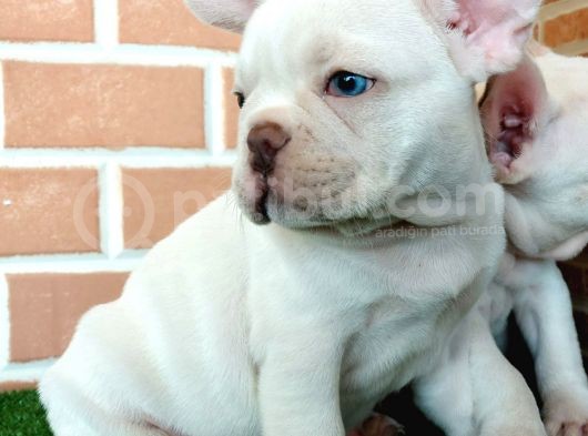 Muhteşem Güzelli̇kte French Bulldog Plati̇nyum Erkek görsel