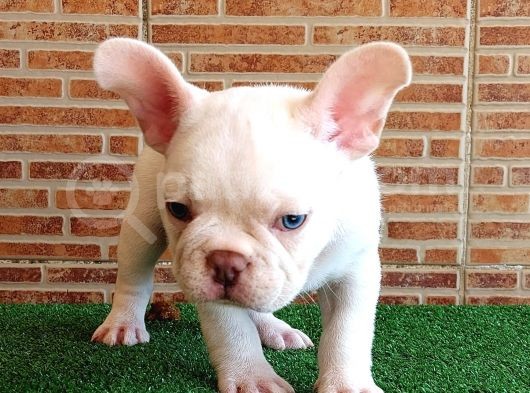 Muhteşem Güzelli̇kte French Bulldog Plati̇nyum Erkek görsel