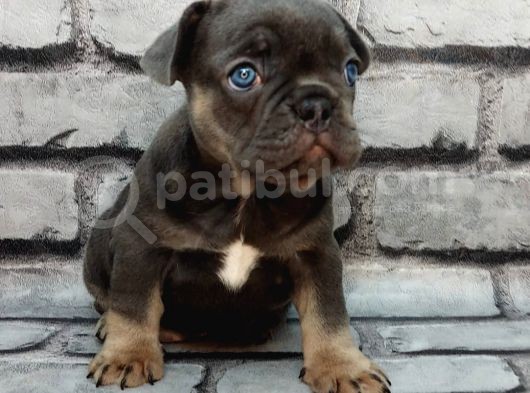 Türkiye De Efsane Olacak Blue Tan Dişi Ve Erkek Bebeklerimiz görsel