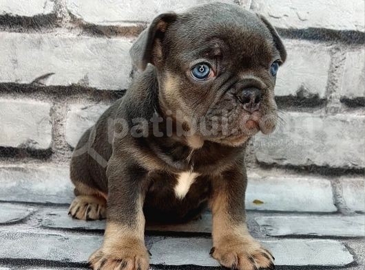 Türkiye De Efsane Olacak Blue Tan Dişi Ve Erkek Bebeklerimiz görsel