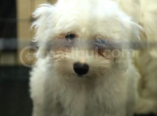 Kartopu Gi̇bi̇ Maltese Terri̇er Yavrular görsel