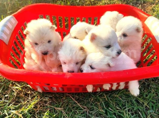 Kar Beyazi Samoyed Yavrularimiz Yeni̇ Sahi̇bi̇ni̇ Ariyor görsel