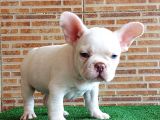 Muhteşem Güzelli̇kte French Bulldog Plati̇nyum Erkek