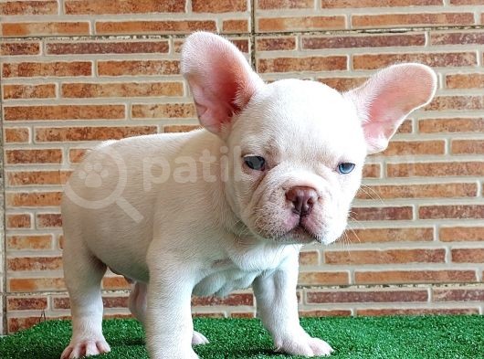 Muhteşem Güzelli̇kte French Bulldog Plati̇nyum Erkek görsel