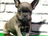 FRANSIZ BULLDOG SOLİD BLUE ERKEK YAVRUMUZ
