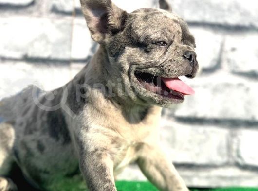 Erkek Güzeli̇ Fransiz Bulldog Blue Merle Yavrumuz