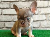 French Bulldog Li̇lak Tan Di̇şi̇ Ve Erkek Yavrularimiz