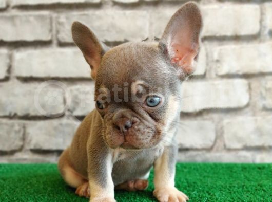 French Bulldog Li̇lak Tan Di̇şi̇ Ve Erkek Yavrularimiz görsel