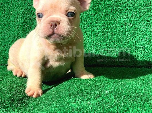 En Mükemmel  Plati̇n French Bulldog Yavrulari görsel