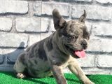 Erkek Güzeli̇ Fransiz Bulldog Blue Merle Yavrumuz
