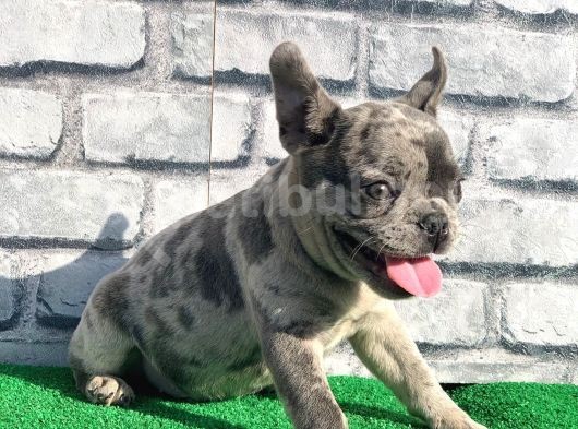 Erkek Güzeli̇ Fransiz Bulldog Blue Merle Yavrumuz görsel