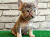 French Bulldog Li̇lak Tan Di̇şi̇ Ve Erkek Yavrularimiz