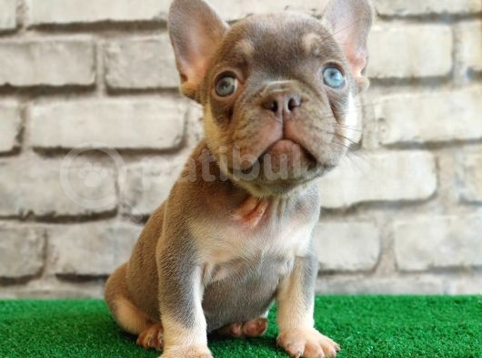 French Bulldog Li̇lak Tan Di̇şi̇ Ve Erkek Yavrularimiz görsel