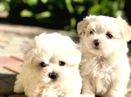 Teacup Maltese Terrier Bebekler görsel