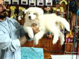 Ayi̇ Yavrusu Samoyed A Kali̇te Irk