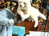 Ayi̇ Yavrusu Samoyed A Kali̇te Irk
