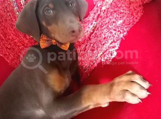 King Doberman Yavrularımız görsel