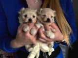Minikboy Honey Maltipoo 2 Kg Olur