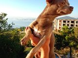 Islak Burun Mi̇ni̇ Şivava Chihuahua