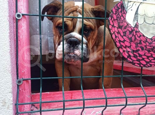 Eği̇ti̇mli̇ Juni̇or İngi̇li̇z Bulldog Yavrumuz