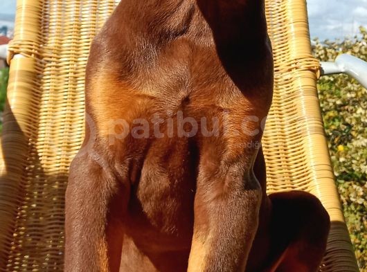 Kızıl Asil Doberman Yavru görsel