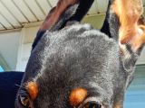 Siyah Asil Kışkırtıcı Doberman Yavru Bebek