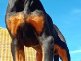 Siyah Asil Kışkırtıcı Doberman Yavru Bebek