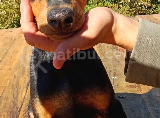 Siyah Asil Kışkırtıcı Doberman Yavru Bebek