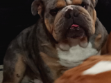 Eği̇ti̇mli̇ Juni̇or İngi̇li̇z Bulldog Yavrumuz