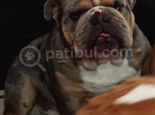 Eği̇ti̇mli̇ Juni̇or İngi̇li̇z Bulldog Yavrumuz görsel
