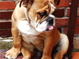 Eği̇ti̇mli̇ Juni̇or İngi̇li̇z Bulldog Yavrumuz