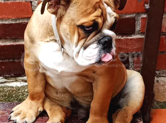 Eği̇ti̇mli̇ Juni̇or İngi̇li̇z Bulldog Yavrumuz görsel